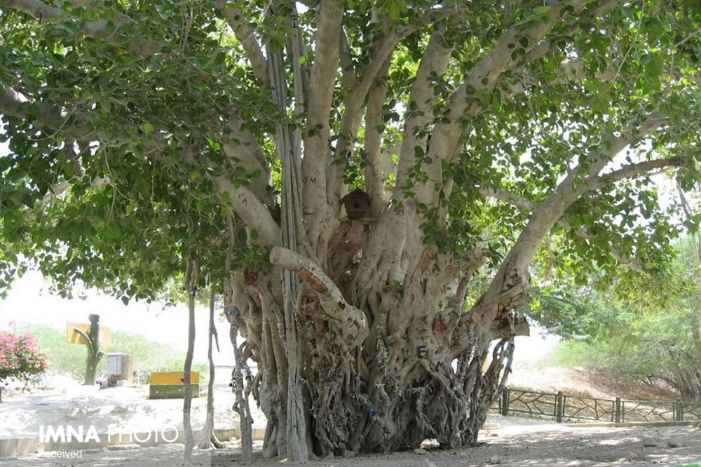 ۱۵ درخت کهن سال ثبت ملی می‌شود
