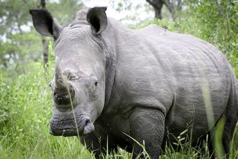 World Wildlife Day 2019