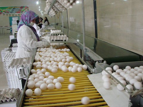 افزایش ۱۵ هزار تنی تولید تخم‌مرغ در قزوین