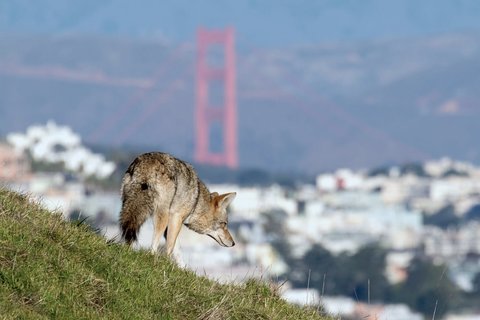 World Wildlife Day 2019