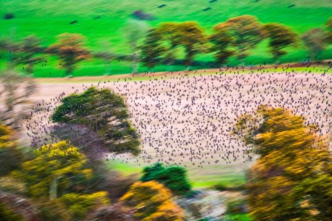 World Wildlife Day 2019