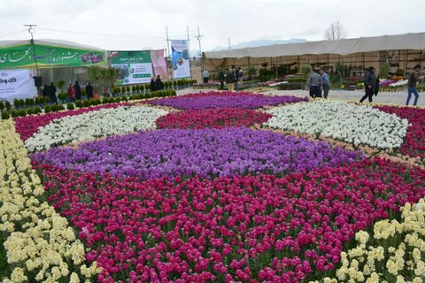 رتبه نخست تولید گل شب بو در کشور به خمینی شهر اختصاص دارد