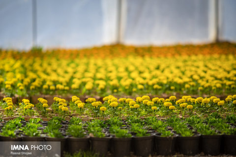 تولید سالانه ۴ میلیون بوته گل فصلی در گلخانه‌های شهرداری گرگان