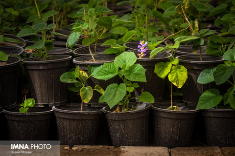 خودکفایی در تولید بیش از ۱۵ گونه گیاهی در گلخانه‌های قدس