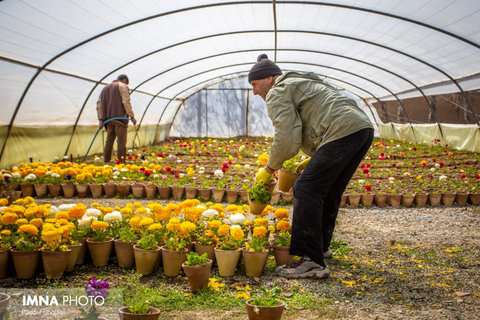 تولید گل‌های پاییزی و زمستانی در گلخانه شهرداری گلپایگان