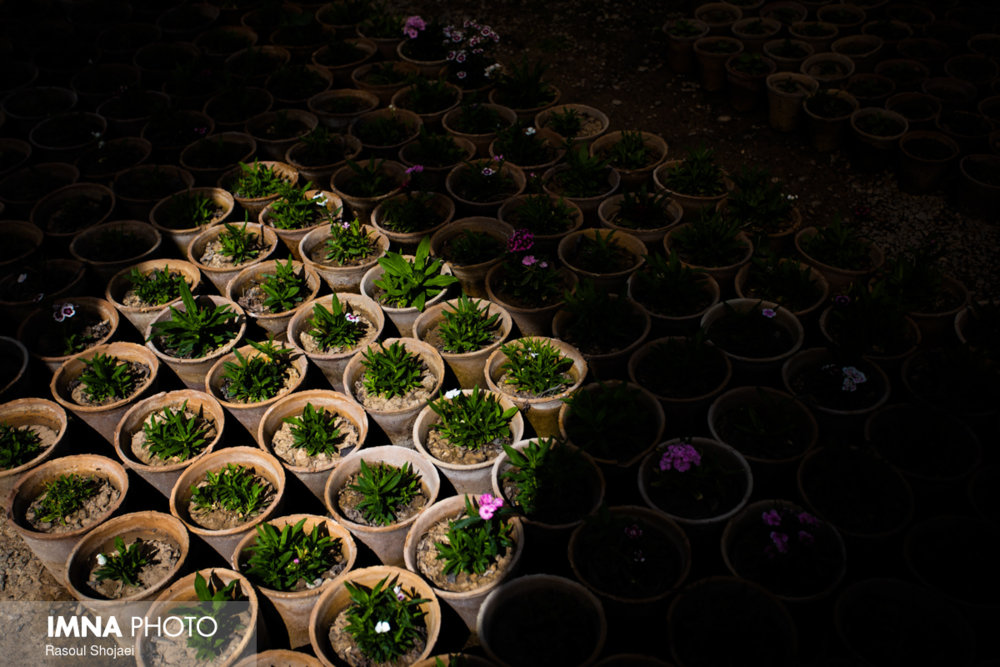 تولید سالانه ۳۰۰ هزار گل در گلخانه شهرداری فردوس