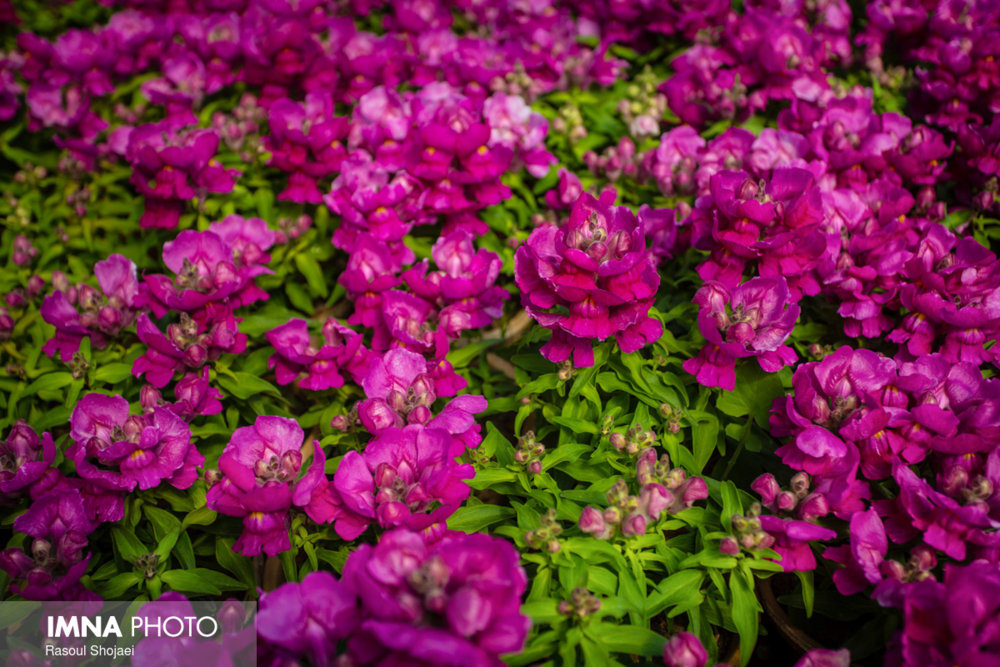 استقبال سنندج از بهار با ۲۲ هزار جعبه گل