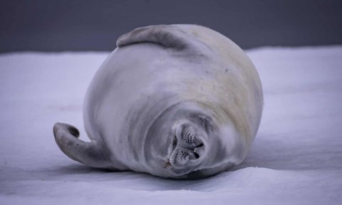 A Crabeater seal sleeps on snow-covered ice.