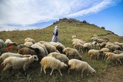 صادرات دام سبک به سازمان تعاون روستایی واگذار شد