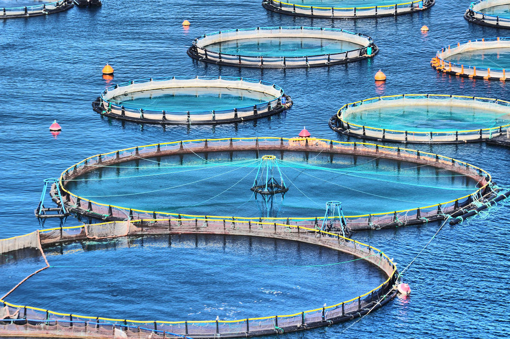 توسعه پرورش ماهی در قفس با همکاری کشور نروژ