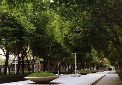 کاشت درختان چنار ۲۰ ساله چهارباغ اصفهان را در نوروز زیباتر کرد