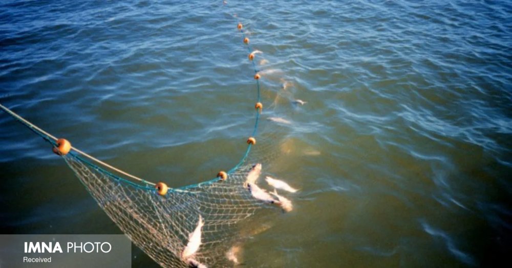 وضعیت ذخایر ماهیان استخوانی در آستارا بحرانی است