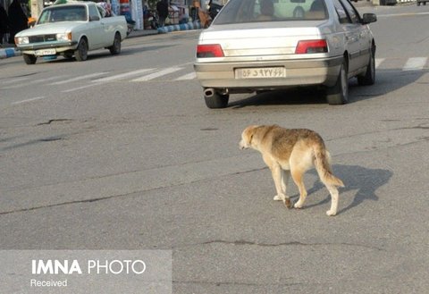 جمع‌آوری سگ‌های تلف شده در کرمان به درستی انجام نمی‌شود