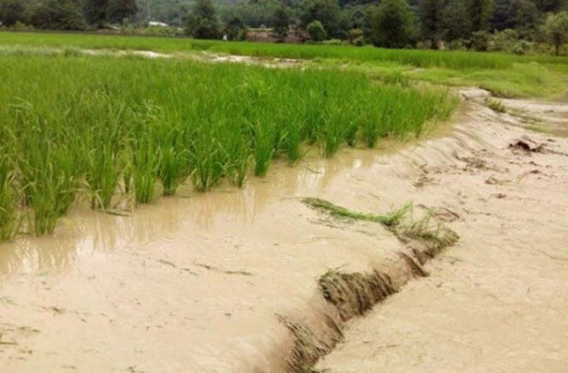 تابستان آینده امنیت غذایی کشور به دلیل سیلاب‌ اخیر دچار مشکل می‌شود