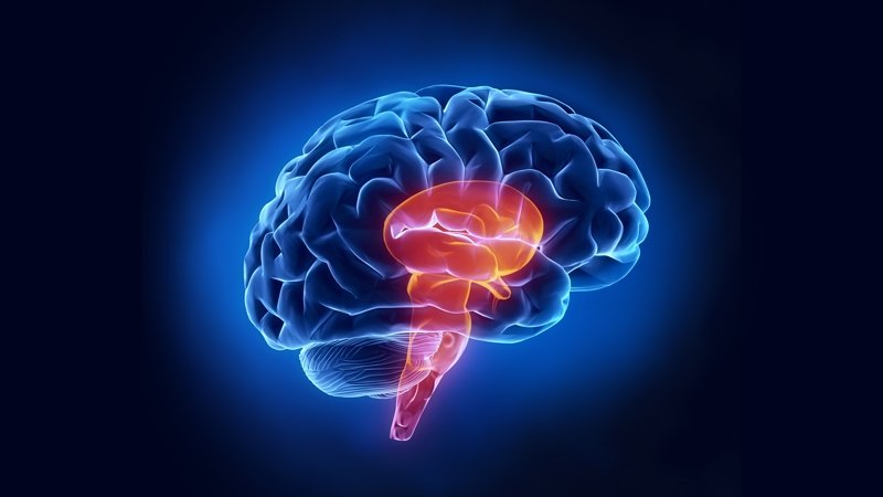 کشف نقش جدید سیگنال‌های حسی در مغز