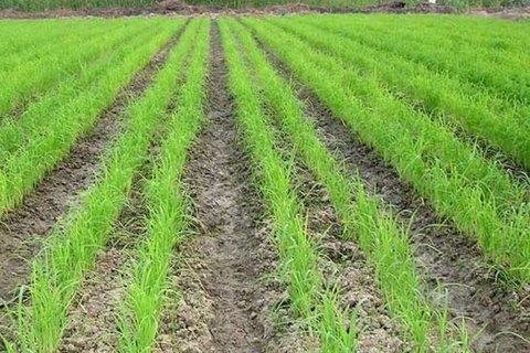 لنجان منطقه پایلوت برای کشت برنج به روش خشکه‌کاری