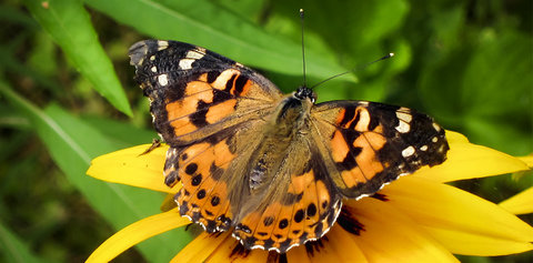 افزایش طبیعی جمعیت گونه ای "پروانه" همزمان با بارش‌ها در کشور