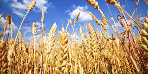 پیش‌بینی تولید ۱۴ میلیون تن گندم امسال در کشور