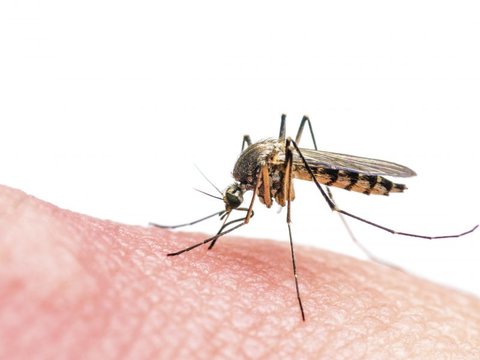 ریشه‌کن شدن مالاریا در آذربایجان و تاجیکستان