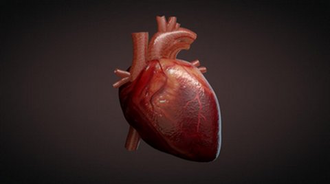 کشف شیوه جدید برای ترمیم قلب پس از سکته قلبی