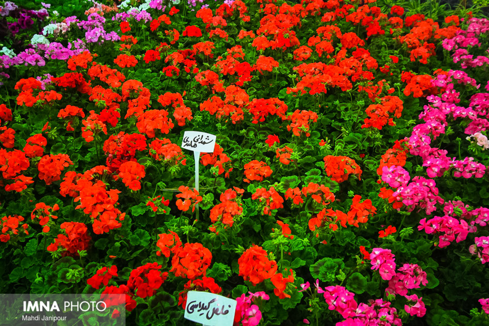 استقبال از بهار مشهد با گل و گیاه تولید خراسان