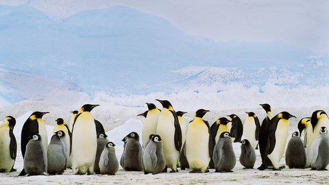 پنگوئن ها در خطر انقراض 