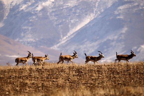 افزایش زادآوری گونه‌های در حال انقراض در اصفهان