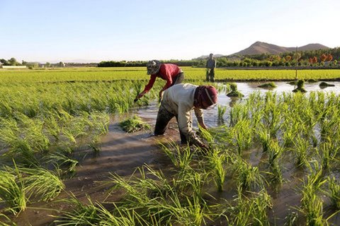ممنوعیت برنج‌کاری برای کشاورز حقابه‌دار لازم‌الاجرا نیست