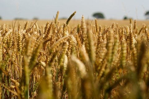 نرخ محصولات کشاورزی در بازار جهانی