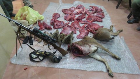 لاشه یک راس کل به همراه ۲ قبضه اسلحه از منزل شکارچی کشف شد 
