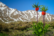 برگزاری جشن روز خوانسار