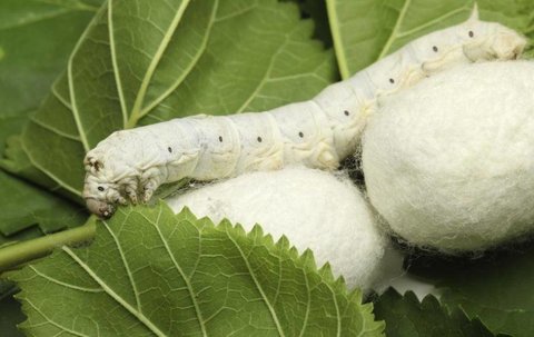 Silkworm seed production to increase in Iran