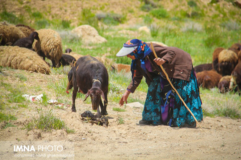 توسعه کمی و کیفی صندوق‌های اعتبارات خرد زنان روستایی و عشایری