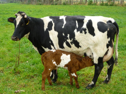 اندازه‌گیری ماهانه مقدار تولید شیر گاو و گوشت گوساله 