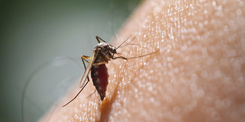 علت افزایش پشه‌ها در برخی از مناطق کشور