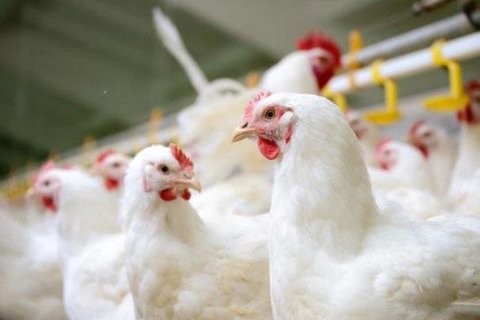 ژاپن ۳۷۰ هزار قطعه مرغ را به دلیل آنفلوآنزا معدوم می‌کند