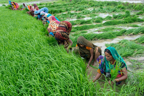 کاهش ۸۰ درصدی مصرف آب در مزارع هند