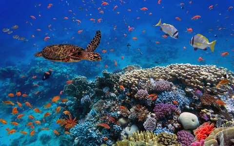 مرجان‌ها بر اثر امواج گرم دریا می‌میرند!