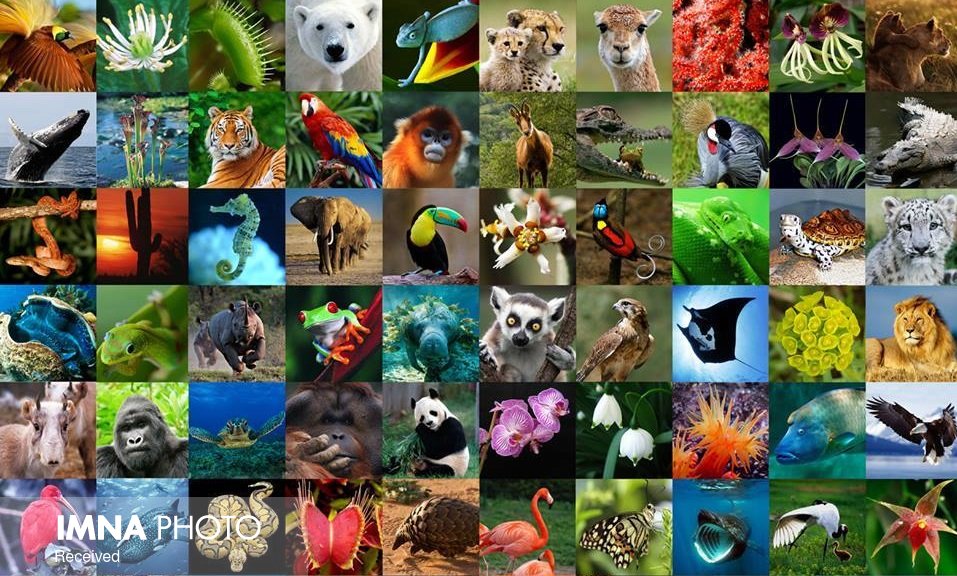 یک میلیون گونه گیاهی و جانوری جهان در معرض انقراض