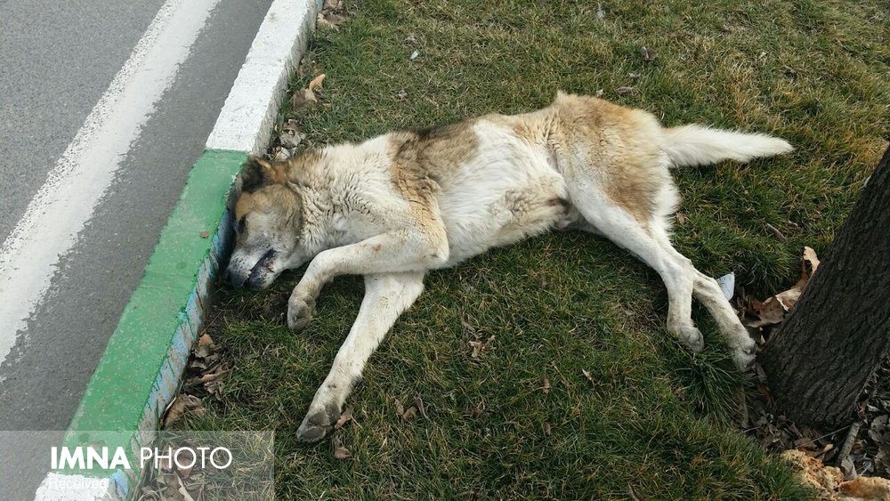 تعیین موعد ۱۰ روزه برای رفع نواقص نقاهتگاه سگ‌ها در کهریزک