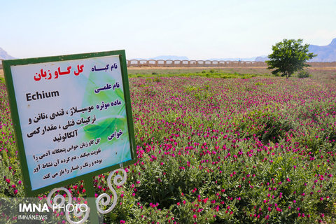 برداشت گیاهان دارویی از مزارع شهرضا