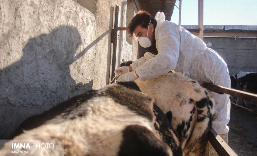 آیا تب برفکی از دام به انسان منتقل می‌شود؟ + علائم، روش های انتقال و درمان