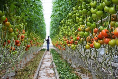 برگشت خوردن محصولات کشاورزی تنها مختص ایران نیست