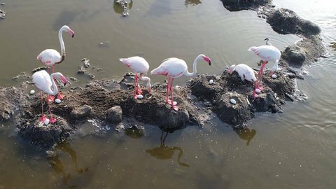 کاهش حضور فلامینگوها در دریاچه ارومیه