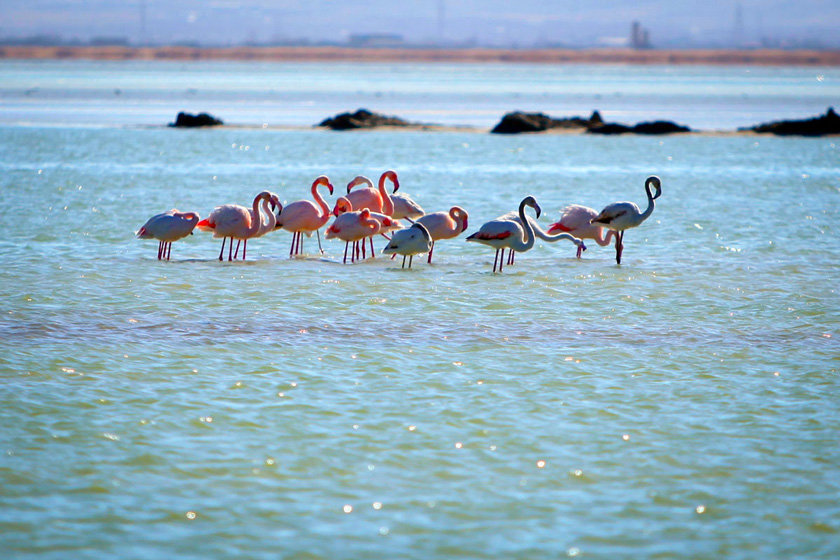 Flamingos painted Gavkhouni pink