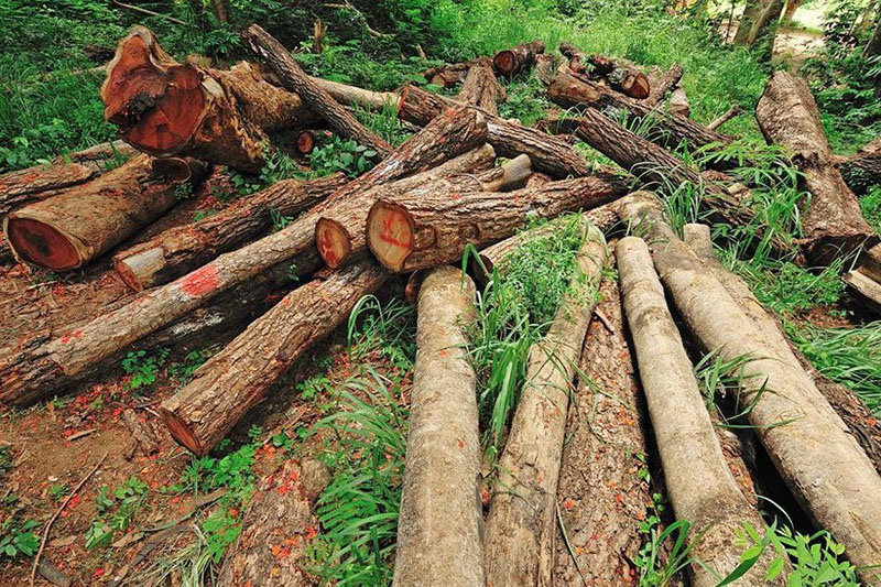 قطع ۱۲۰ اصله درخت با مجوز کمیسیون اشجار