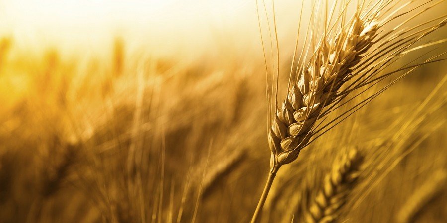 قاچاق گندم به خارج کشور شایعه است