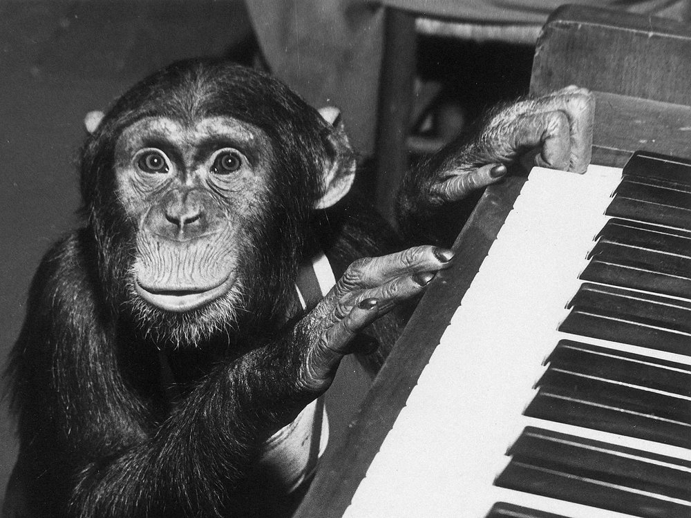 آیا میمون‌ها هم موسیقی را درک می‌کنند؟