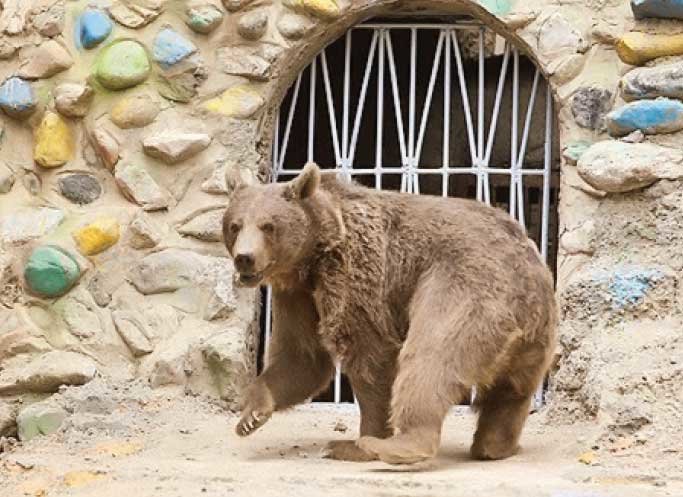 عوامل کشتار خرس قهوه‌ای در ارومیه دستگیر شدند