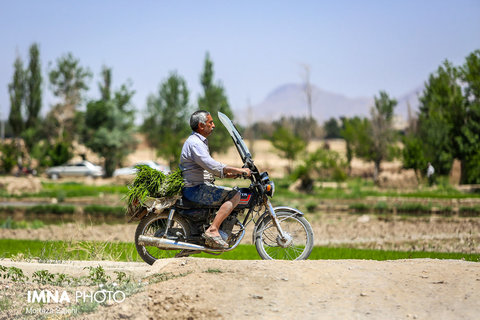 برنجکاری در شهرستان مبارکه